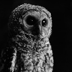 bw-owl-juvenile-iii